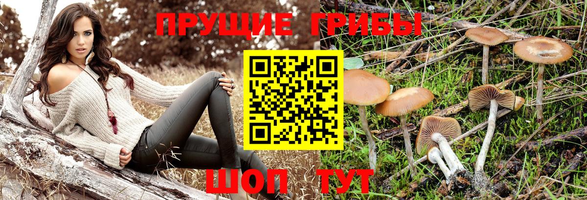 Нурлат  Псилоцибиновые грибы GOLDEN TEACHER  Галлюциногенные грибы прущие грибы  Вход с VPN 